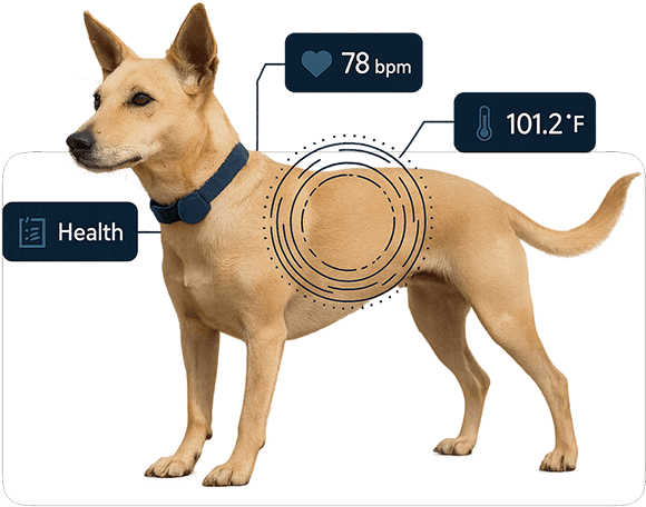 Pet health monitoring visualization